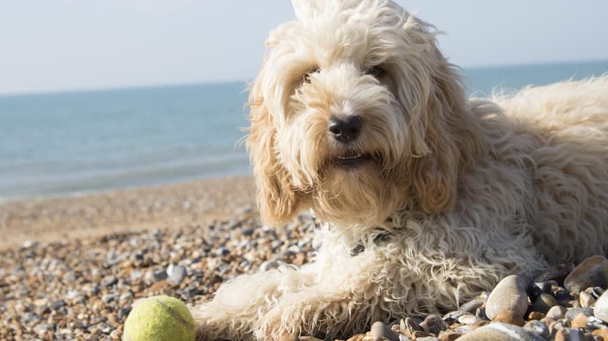 Hund Cockapoo