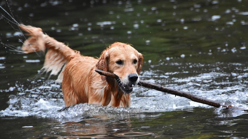 Golden Retriever im Wasser mit Stock