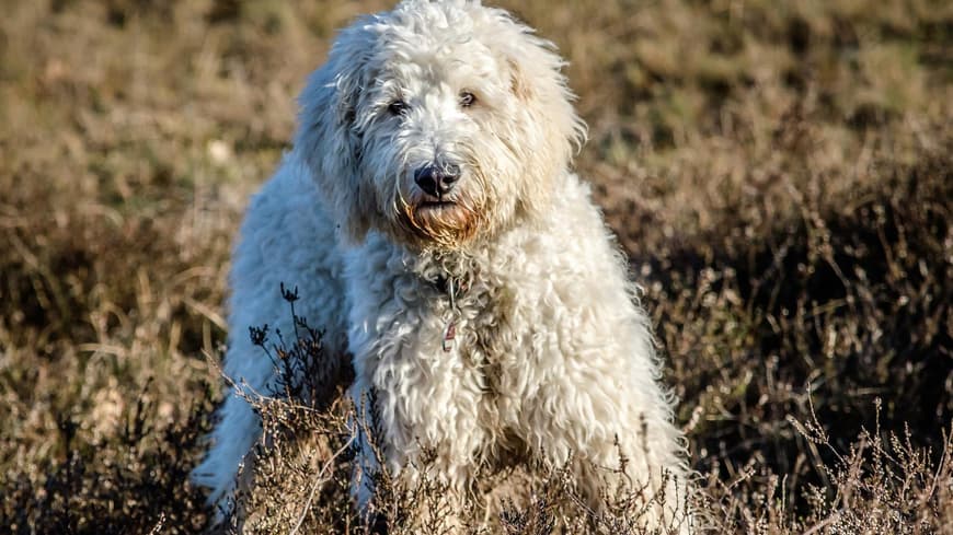 Goldendoodle