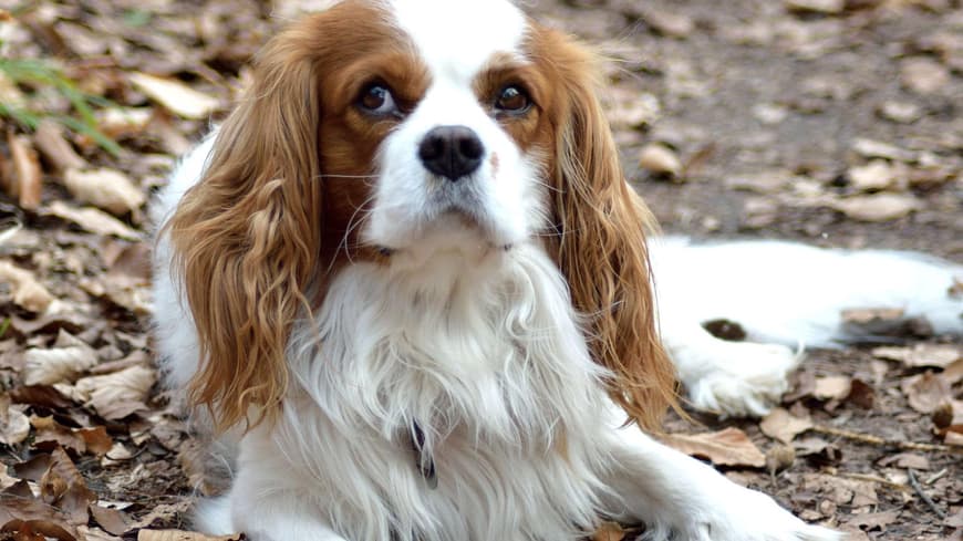 Hund Spaniel