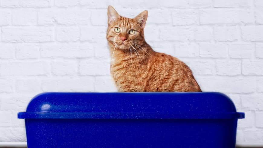 Katze im Katzenklo