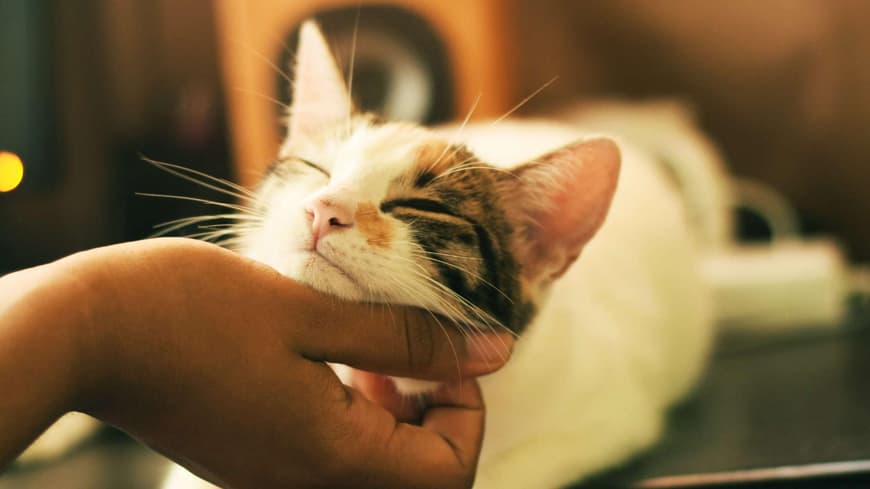 Katze schmust