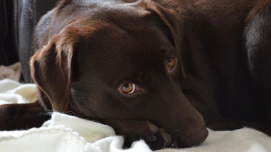 Labrador braun