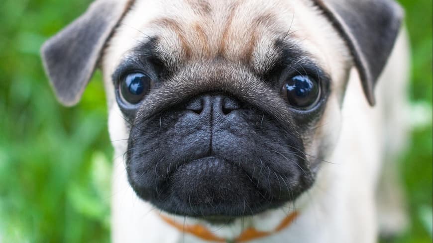 Mops Welpe