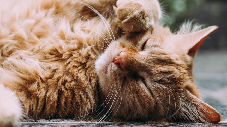 braune Katze