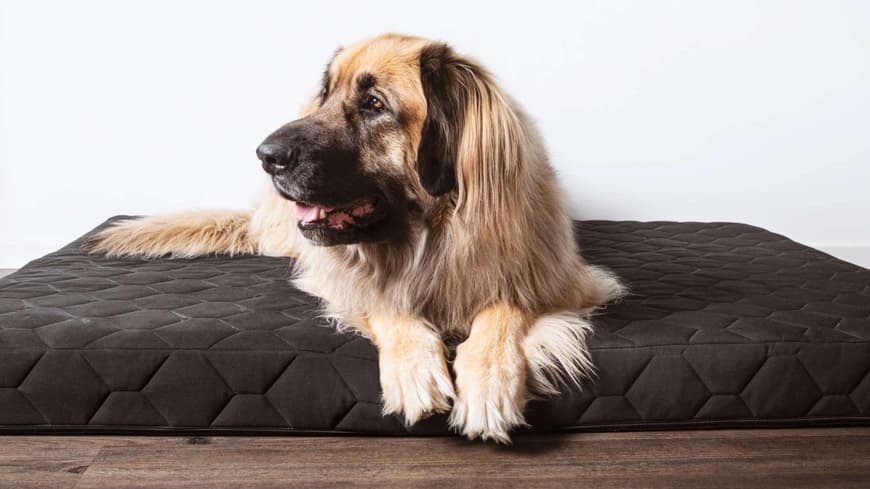 Hundekissen großer Hund