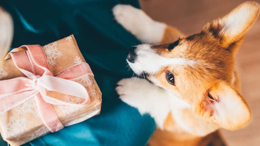 Hund Geschenk Weihnachten