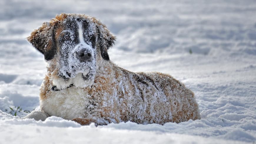Hund Bernhardiner