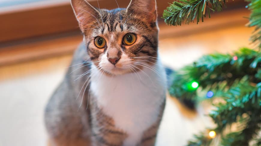 Katze Weihnachtsbaum