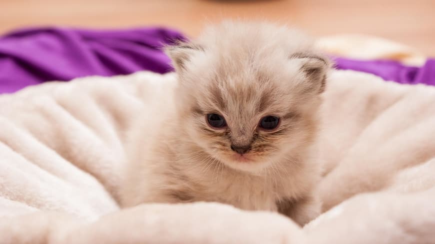 Perserkatze