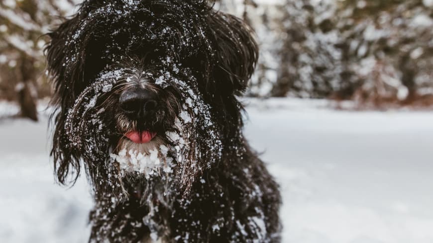 Hund im Schnee