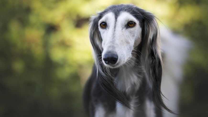 Saluki