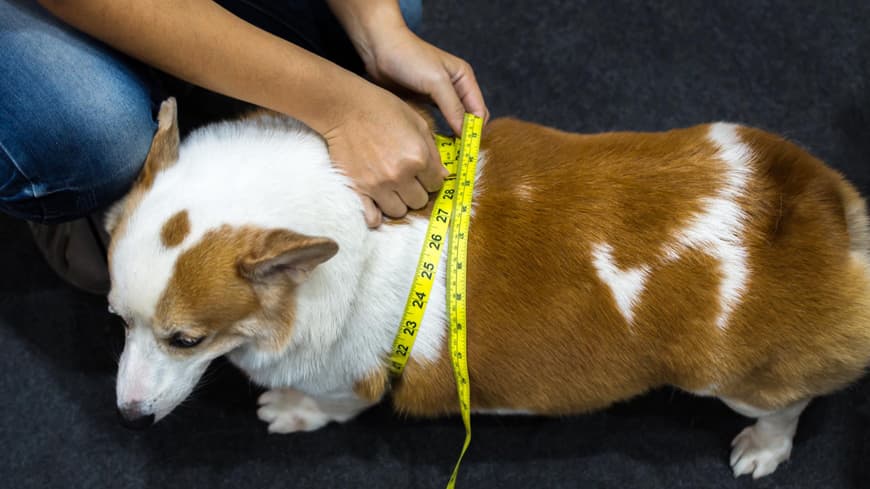 Hund dick