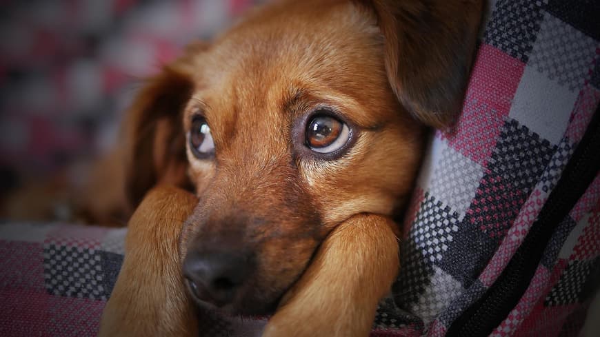 Hundewelpe
