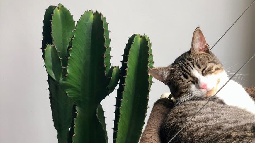 Katze neben Pflanze