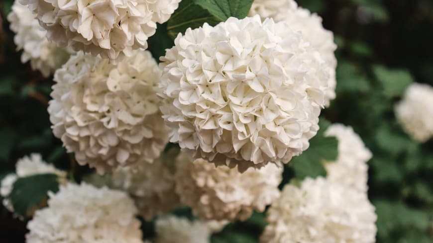 Hortensie weiß
