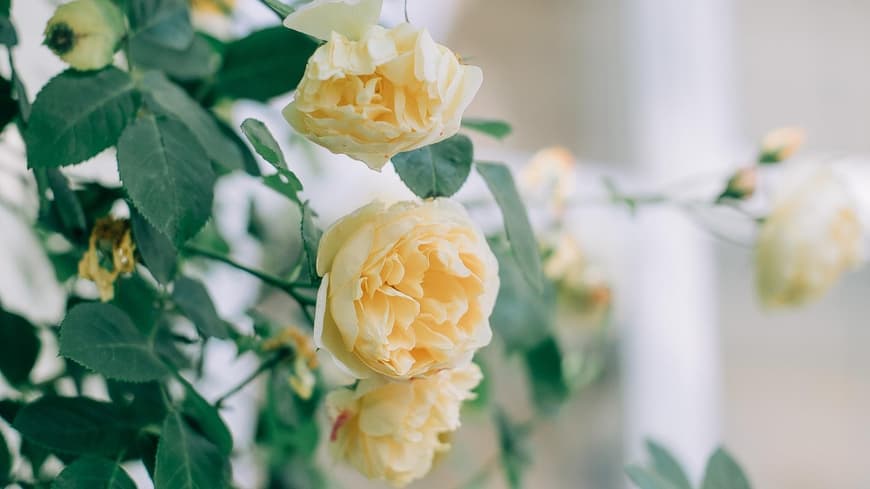 Gelbe Rosen
