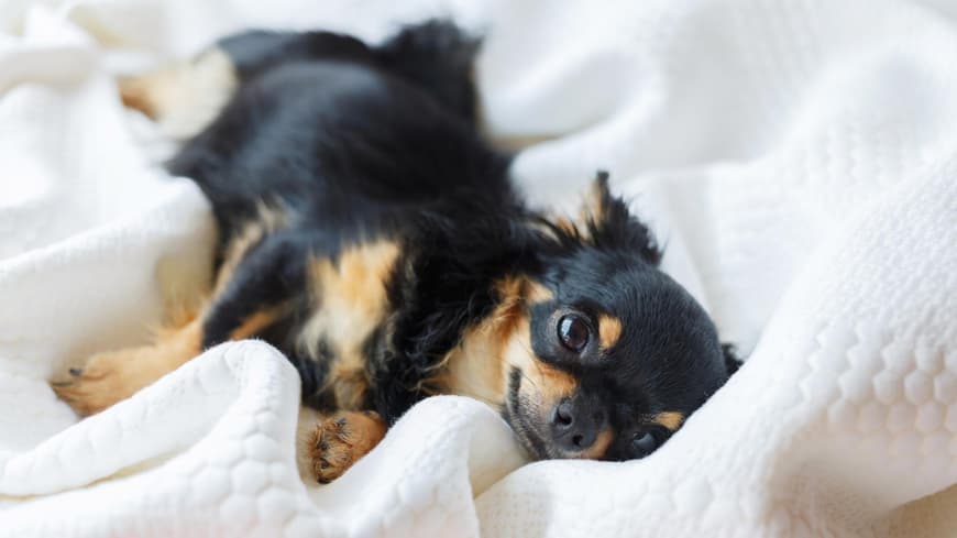 Schwangerer Hund