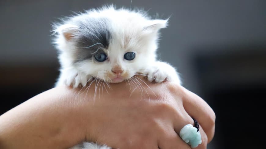 Katzenbaby