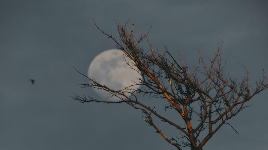 Mond vor kahlem Baum