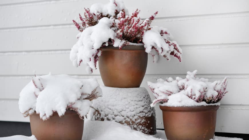 Winterharte Kübelpflanzen