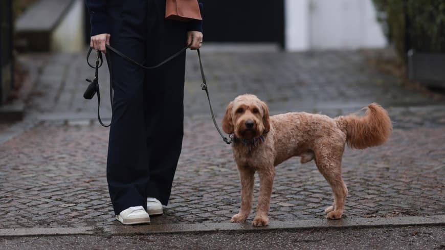 Frau mit weißen Sneakern und Hund