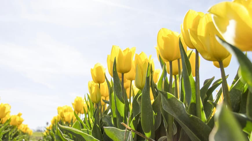 Tulpen auf einem Feld im Frühling