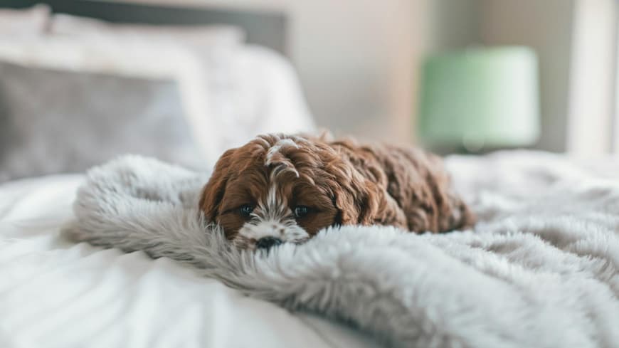 Kleiner brauner Hund liegt im Bett auf einer Decke.