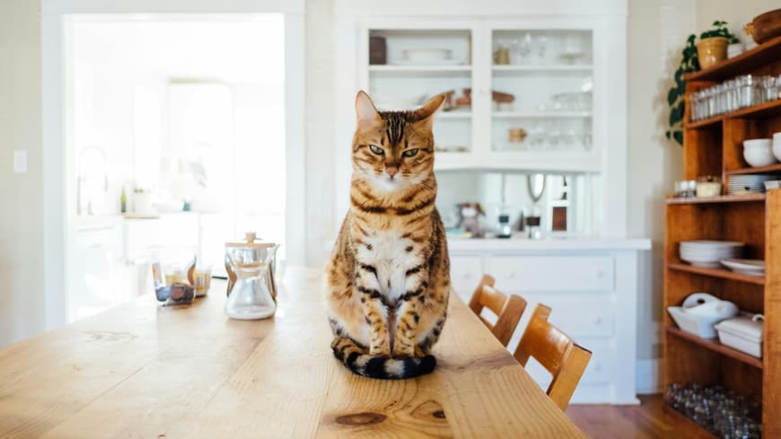 Katze sitzt auf dem Tisch