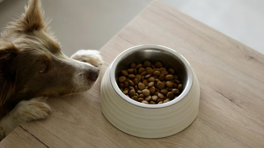 Hund springt am Tisch hoch und guckt in einen Futternapf mit Trockenfutter.