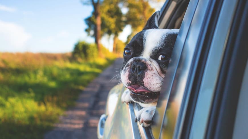 Hund guckt aus dem Fenster eines Autos.