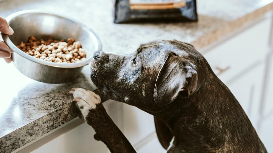 Hund macht Männchen an die Arbeitsplatte und schnüffelt in eine Schale mit Trockenfutter.