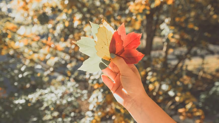 Frau hält bunte Herbstblätter