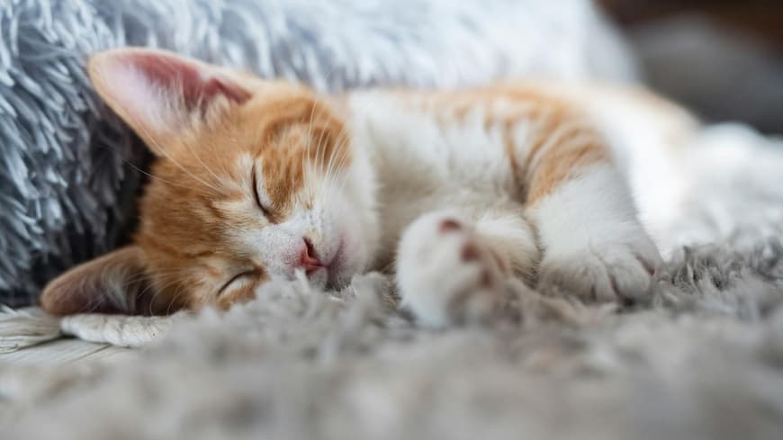 Getigerte Katze liegt auf dem Boden und schläft.