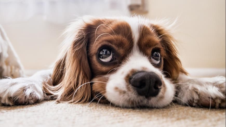 Cocker Spaniel liegt auf dem Boden.