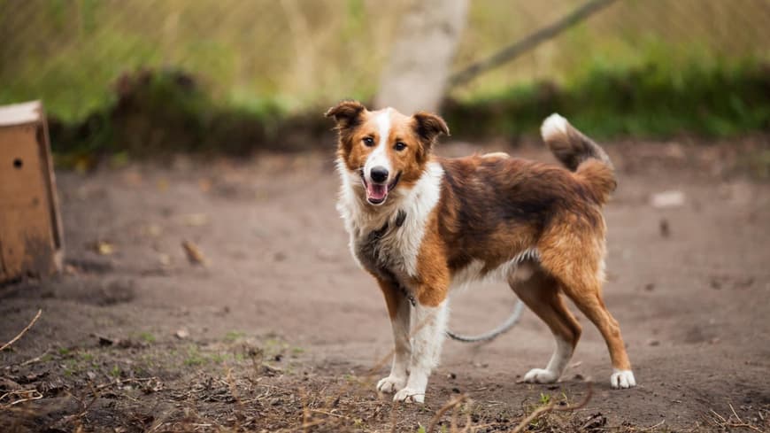 Border Collie