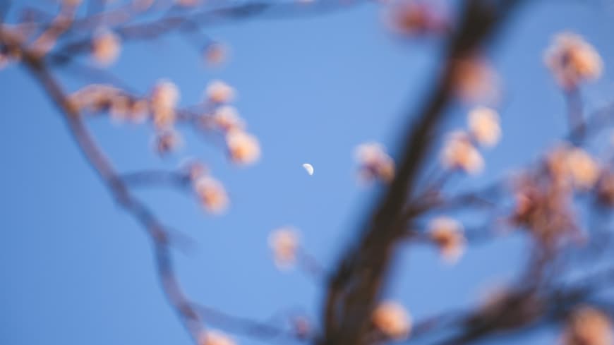 Der Mond scheint durch Frühlingszweige