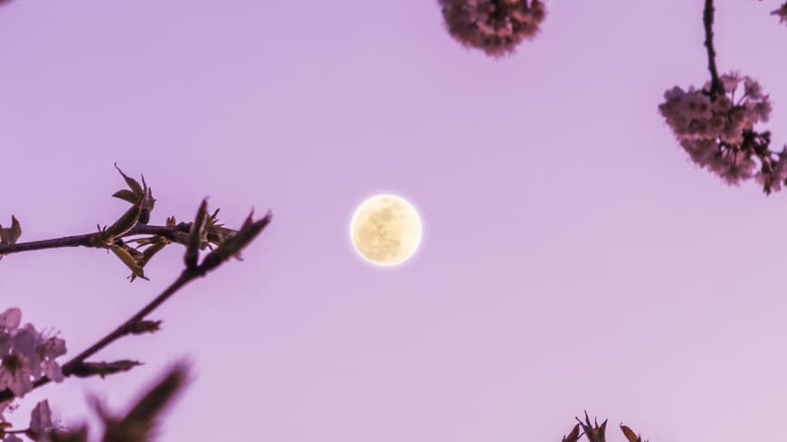 Vollmond vor rosa Himmel