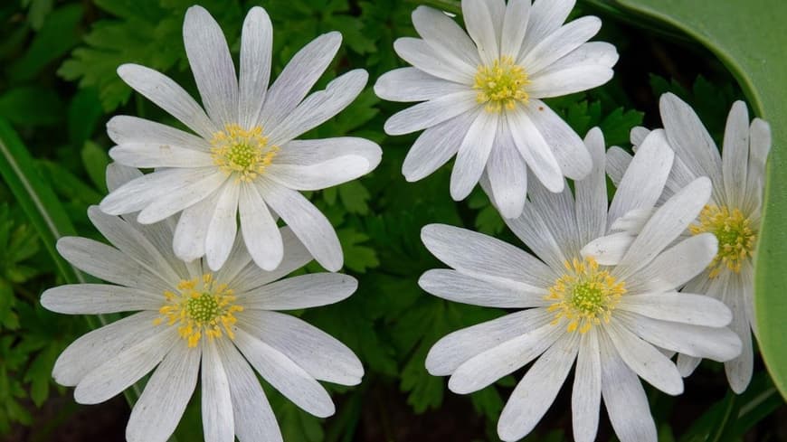 Blumen im Garten