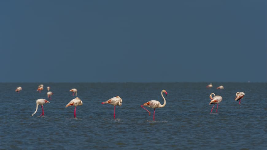 Flamingos in der Camargue in Südfrankreich.
