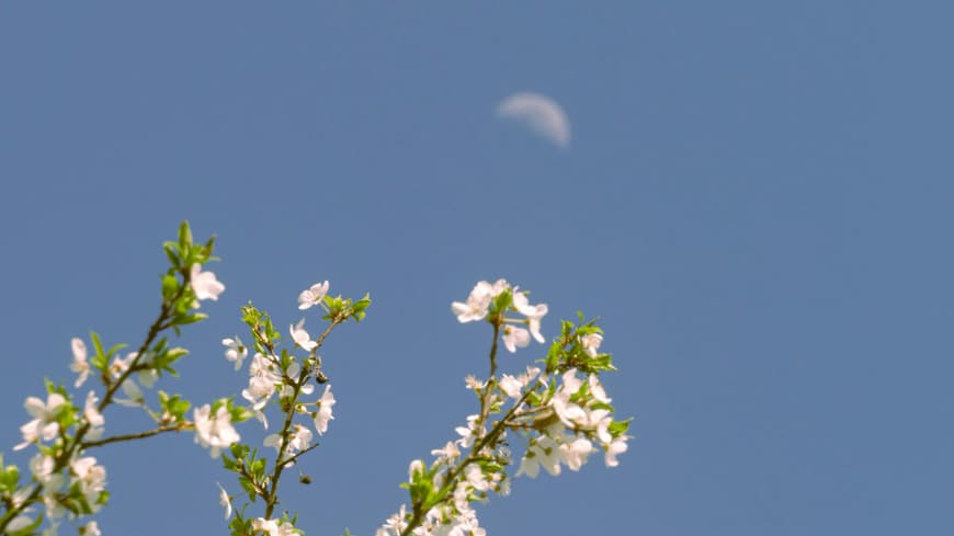 Blüten am Ast vor dem Himmel mit Mond