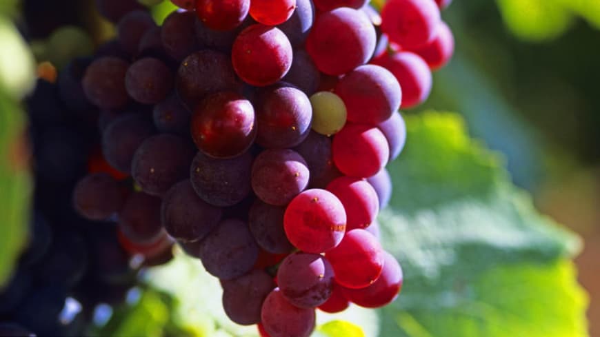 Vino-Kosmetik