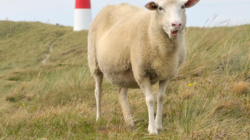 Föhr Schaf 