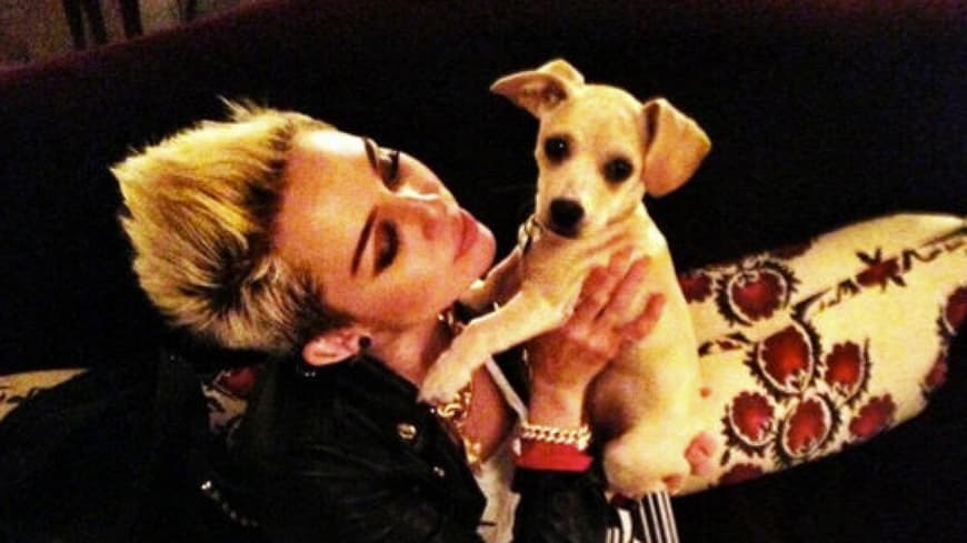 Miley Cyrus und Hund