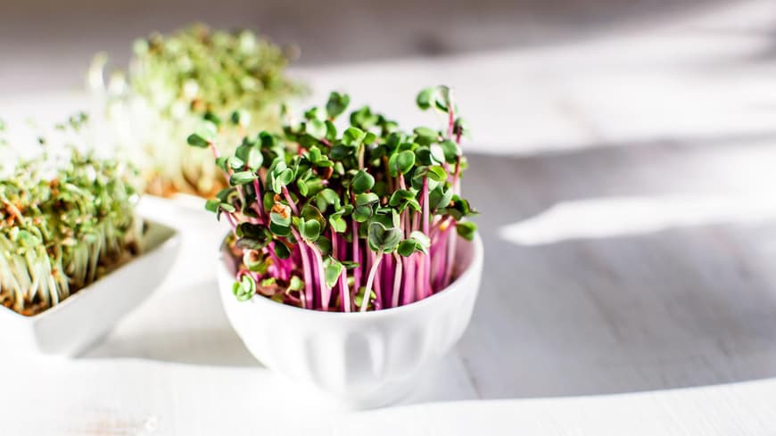 Kleine weiße Schalen mit Microgreens