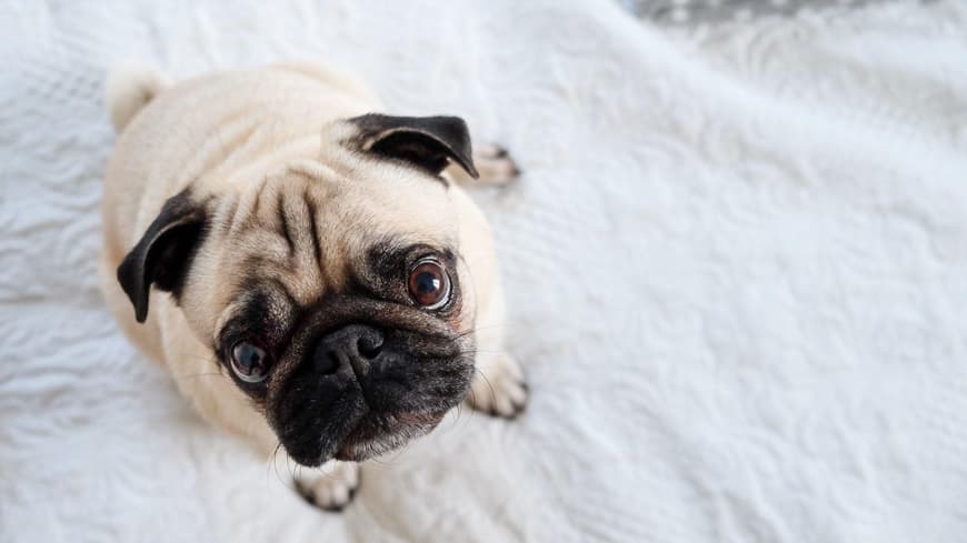 Mops