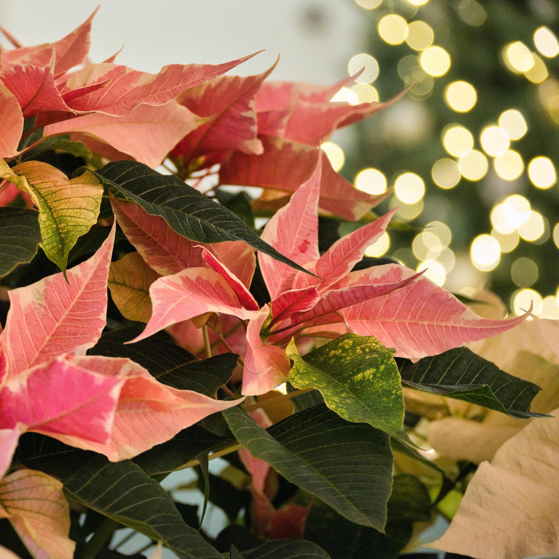 Weihnachtsstern pflegen: 5 Tipps, mit denen er lnger blht