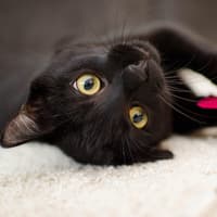 Bombay Katze schwarz