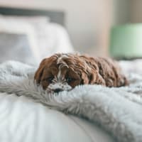 Kleiner brauner Hund liegt im Bett auf einer Decke.