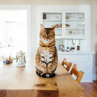 Katze sitzt auf dem Tisch